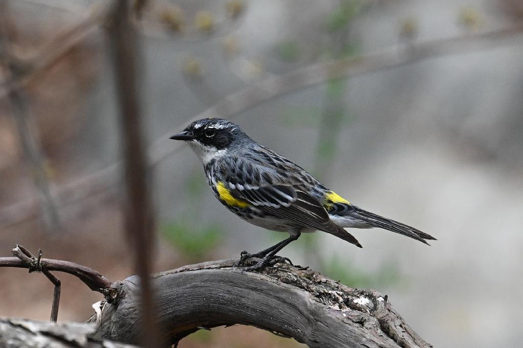 2025-04256576 Broad Meadow Brook, MA.JPG - Yellow-rumped Warbler. Broad Meadow Brook Wildlife Sanctuary, MA, 4-25-2025